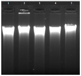 Image for - Evaluation of Genetic Diversity in Vigna radiata (L.) Using Protein Profiling and Molecular Marker (RFLP)