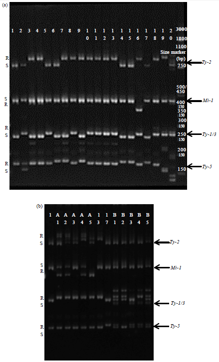 Image for - Multiplex PCR for Detection of Tomato Yellow Leaf Curl Disease and Root-Knot Nematode Resistance Genes in Tomato (Solanum lycopersicum L.)