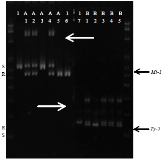 Image for - Multiplex PCR for Detection of Tomato Yellow Leaf Curl Disease and Root-Knot Nematode Resistance Genes in Tomato (Solanum lycopersicum L.)