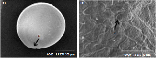 Image for - Study of Intraspecies Variation in Seed Coat Micro-Morphology of Amaranthus hybridus by Scanning Electron Microscope