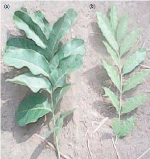 Image for - Effect of some Chemical Mutagens on the Growth, Phytochemical Composition and Induction of Mutations in Khaya senegalensis