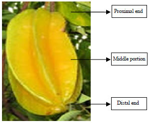 Image for - Development of Seedless Star Fruit and its Antioxidant, Biochemical Content and Nutritional Quality by Gibberellic Acid Hormone as Genetically Modified Component