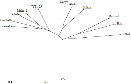 Image for - DNA Fingerprinting and Genetic Relationship among Ethiopian Sorghum [Sorghum bicolor (L.) Moench] Lines
