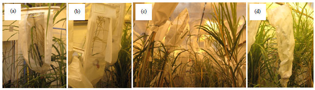 Image for - Assessing the Relative Efficacy of Polyester Pollination Bags andCrossing Tents and Isolation Chambers for Seed Harvest inMiscanthus Crosses