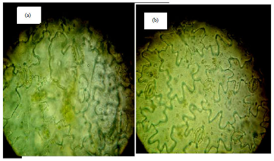 Image for - Detection and Evaluation the Tetraploid Plants of Celosia argentea Induced by Colchicines