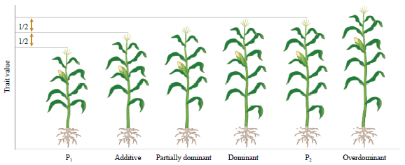 Image for - Heterotic Response in Major Cereals and Vegetable Crops