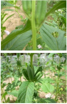 Image for - Induced Capsules Alteration for Improved Yield in Sesame(Sesamum indicum L.)