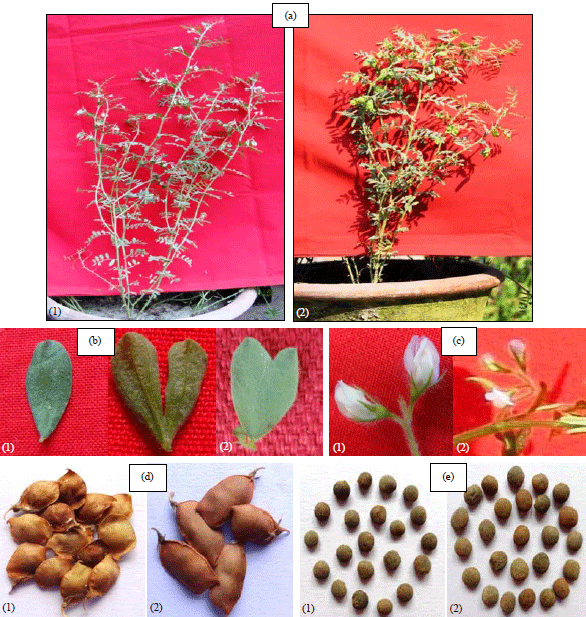 Image for - Evaluation of High Yielding Mutant of Lentil Developed Through Caffeine of an Exotic Germplasm
