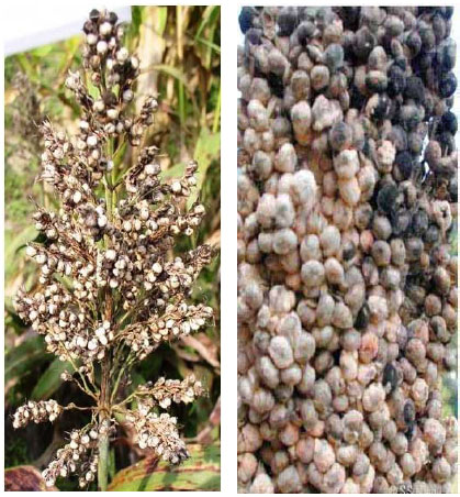 Image for - Evaluating the Efficacy of Synthetic Fibre Pollination Control Bags in Sorghum During the Rainy Season