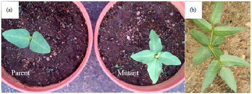 Image for - Selection for Novel Mutations Induced by Gamma Irradiation in Cowpea [Vigna unguiculata (L.) Walp.]