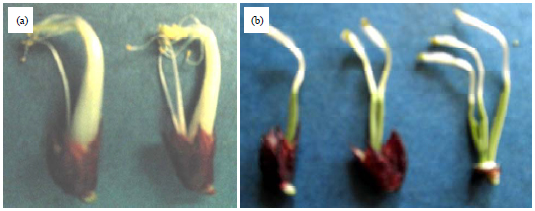 Image for - Selection for Novel Mutations Induced by Gamma Irradiation in Cowpea [Vigna unguiculata (L.) Walp.]