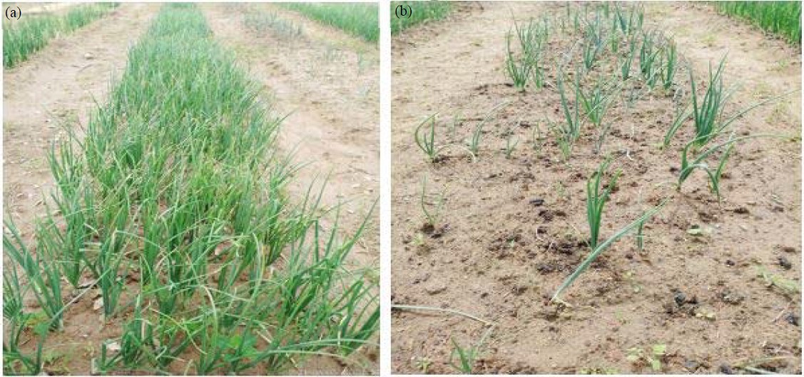 Image for - Breeding and Agro Morphological Performances of Onion Varieties in Rainy Season in Côte d'Ivoire