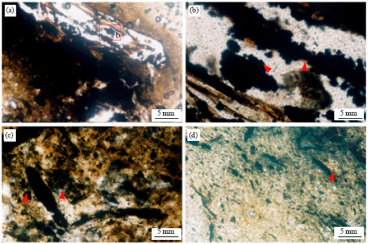 Image for - Pedogenesis of Acid Sulfate Soils in the Lower Central Plain of Thailand