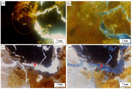 Image for - Pedogenesis of Acid Sulfate Soils in the Lower Central Plain of Thailand