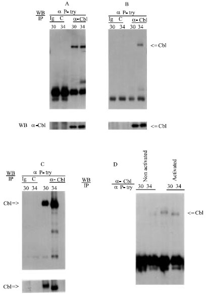 Image for - Differential Phosphorylation of c-Cbl in Leukemogenic and Nonleukemogenic HTLV-I Cell Lines