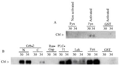 Image for - Differential Phosphorylation of c-Cbl in Leukemogenic and Nonleukemogenic HTLV-I Cell Lines