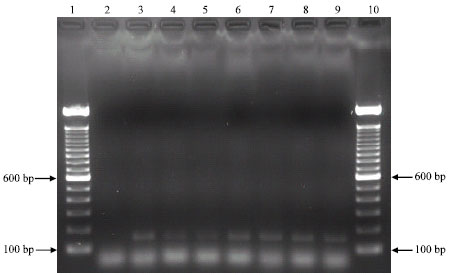 Image for - A TaqManR RT-PCR Assay for the Detection of Feline calicivirus