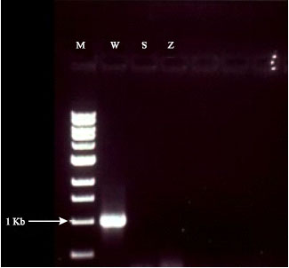 Image for - Use of Helper Component Proteinase Gene to Identify a New Egyptian Isolate of Watermelon Mosaic Potyvirus