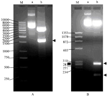 Image for - Molecular Cloning, Expression and Analysis of Antheraea mylitta Cypovirus Genome Segments 8 and 11