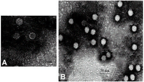 Image for - Tobacco Callus Culture as a Propagating Medium for Cucumber Mosaic Cucumovirus