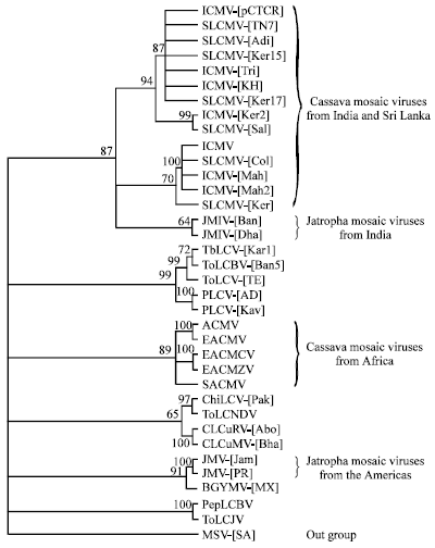 Image for - Distinct Begomoviruses Closely Related to Cassava Mosaic Viruses Cause Indian Jatropha Mosaic Disease