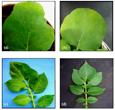 Image for - siRNA Silencing of PVX Coat Protein Gene Affects Accumulation of Viral RNA in Potato and Tobacco Plants