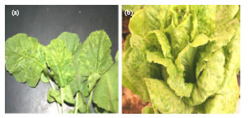 Image for - Etiology of a Mosaic Disease of Radish and Lettuce and Sequencing of the Coat Protein Gene of the Causal Agent in Saudi Arabia