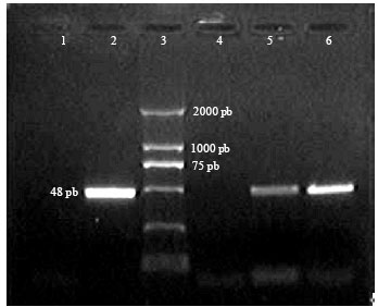 Image for - Detection of Hepatitis B Polymerase Gene in Early Embryonic Cells from Golden  Hamster Oocyte and Human Spermatozoa Carrying HBV DNA