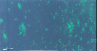 Image for - Preparation and Evaluation of Lumpy Skin Disease Hyperimmune Serum Coniugated with Fluorescein