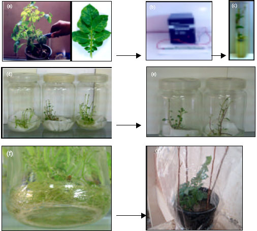 Image for - Evaluation of Some Therapies to Eliminate Potato Y Potyvirus from Potato Plants