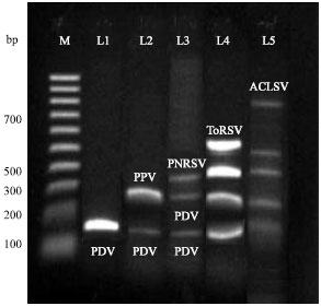 Image for - Single-Step Multiplex Reverse Transcription-Polymerase Chain Reaction (m-RT-PCR) for Simultaneous Detection of Five RNA Viruses Affecting Stone Fruit Trees