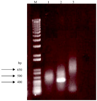 Image for - Cloning and Sequencing of a cDNA Encoding the Coat Protein of an Egyptian Isolate of Pepper mild mottle virus