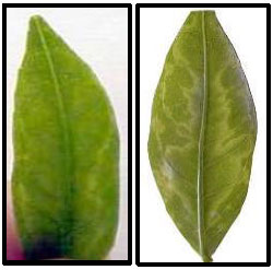 Image for - Differentiation Among Three Egyptian Isolates of Citrus psorosis virus
