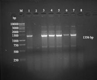 Image for - Isolation and Antigenic and Molecular Characterization of G10 of Group A Rotavirus in Camel