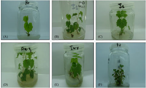 Image for - Elimination of Grapevine fanleaf virus (GFLV) and Grapevine leaf roll-associated virus-1 (GLRaV-1) from Infected Grapevine Plants Using Meristem Tip Culture