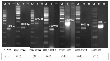 Image for - Genome Sequencing, Comparison and Phylogenetic Analysis of Citrus yellow  mosaic virus Isolates Originating from Different Citrus Species in India