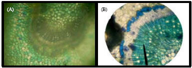 Image for - Differentiation Among Three Egyptian Isolates of Citrus psorosis virus