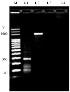 Image for - Elimination of Grapevine fanleaf virus (GFLV) and Grapevine leaf roll-associated virus-1 (GLRaV-1) from Infected Grapevine Plants Using Meristem Tip Culture