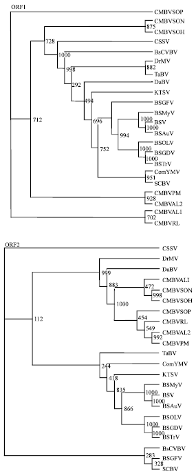 Image for - Genome Sequencing, Comparison and Phylogenetic Analysis of Citrus yellow  mosaic virus Isolates Originating from Different Citrus Species in India