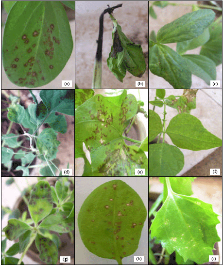 Image for - Differentiation Study between Alfalfa Mosaic Virus and Red Clover Mottle Virus Affecting Broad Bean by Biological and Molecular Characterization