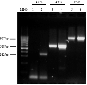 Image for - Molecular Characterization of Enzootic Camelpox Virus in the Eastern Kingdom of Saudi Arabia