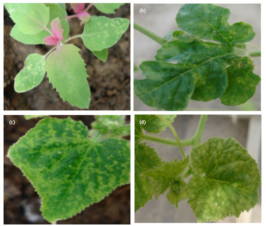 Image for - First Report of Coat Protein Sequence of Cucumber Green Mottle Mosaic Virus in Cucumber Isolated from Khorasan in Iran