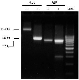 Image for - Molecular Characterization of Enzootic Camelpox Virus in the Eastern Kingdom of Saudi Arabia