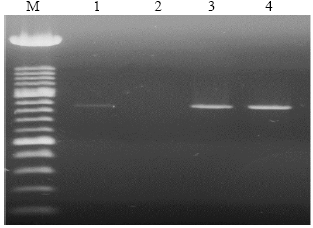 Image for - Innovation of Indoor Real-time Polymerase Chain Reaction for Diagnosis of Camel Pox Virus in Clinical Field Samples using Primer Site Belongs to Capripoxvirus