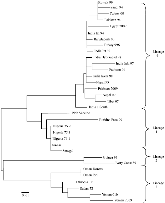 Image for - Nucleotide Sequencing and Phylogenic Analysis of Fusion (F) Epitope for Egyptian Pestes Des Petit Ruminants Virus (PPRV) Predicting Unique Criteria Stated as Egypt 2009