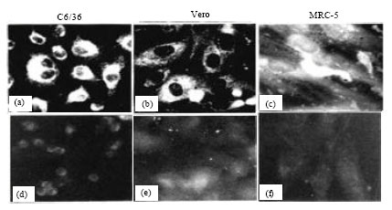 Image for - Characterization of Dengue Type 2 NGC Virus Infection in C6/36, Vero and MRC-5 Cells
