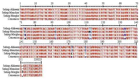 Image for - Genetic Variations in a Conserved 5