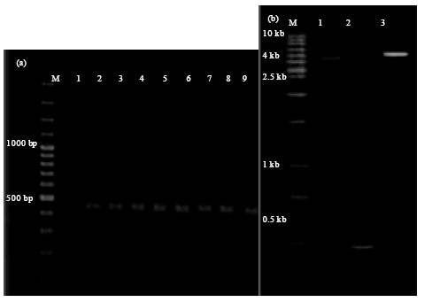 Image for - First Report of Coat Protein Sequence of Cucumber Green Mottle Mosaic Virus in Cucumber Isolated from Khorasan in Iran