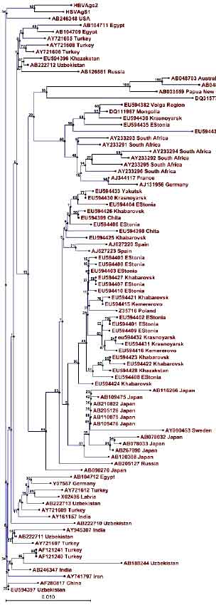 Image for - Molecular Variability of the S Gene of Hepatitis B Virus in Egypt