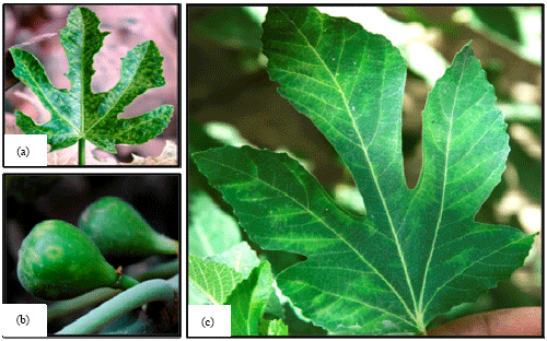 Image for - Incidence of Fig Leaf Mottle-associated Virus and Fig Mosaic Virus in Eastern  Province of Saudi Arabia